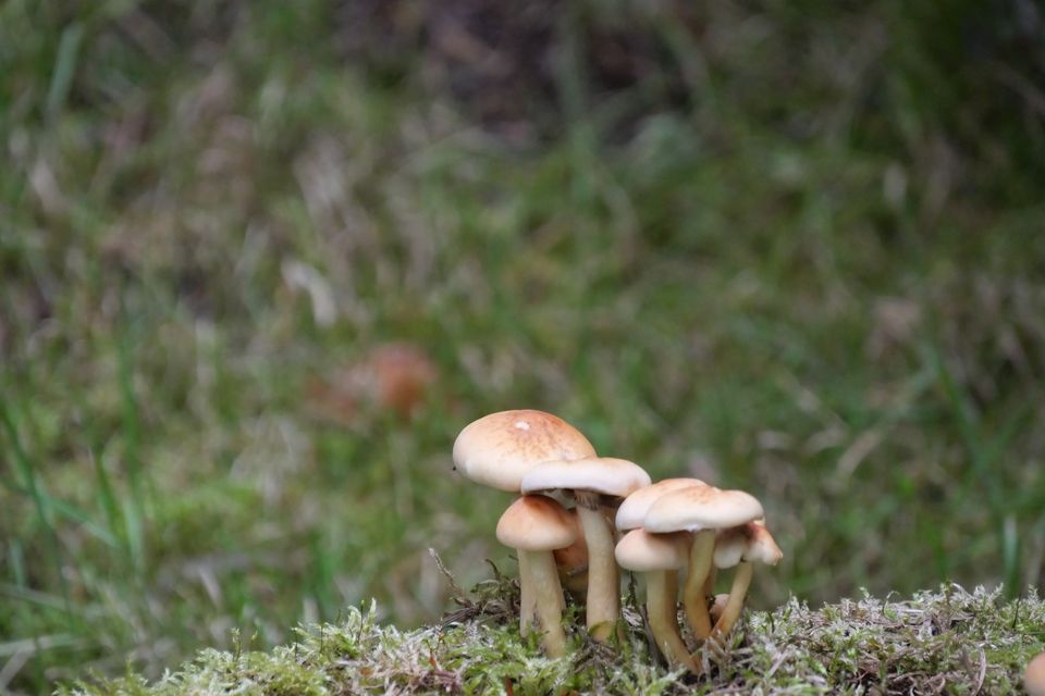 秋天里,长满苔藓的林地上的小蘑菇